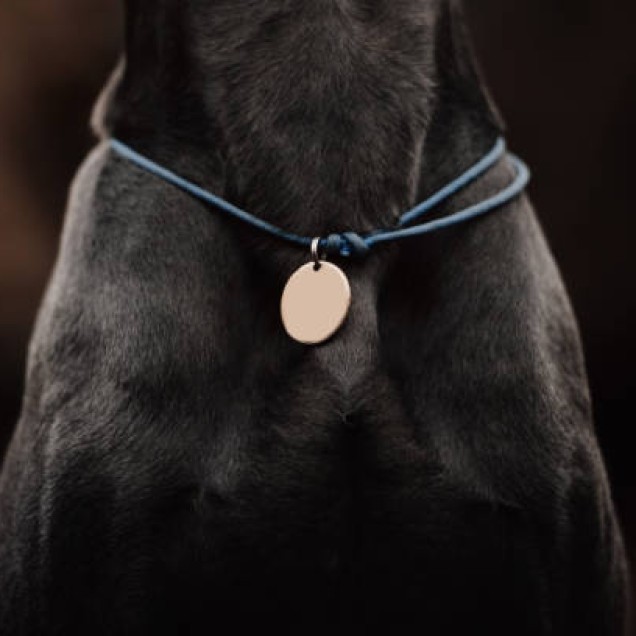 Адресники для тварин Фото